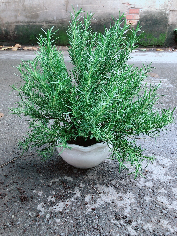Chậu Hương Thảo Size Lớn