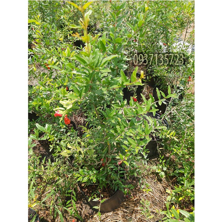 [HCM]cây lựu đỏ ấn độ  -[ ăn trái được ]-[cao từ 40-60 cm ]