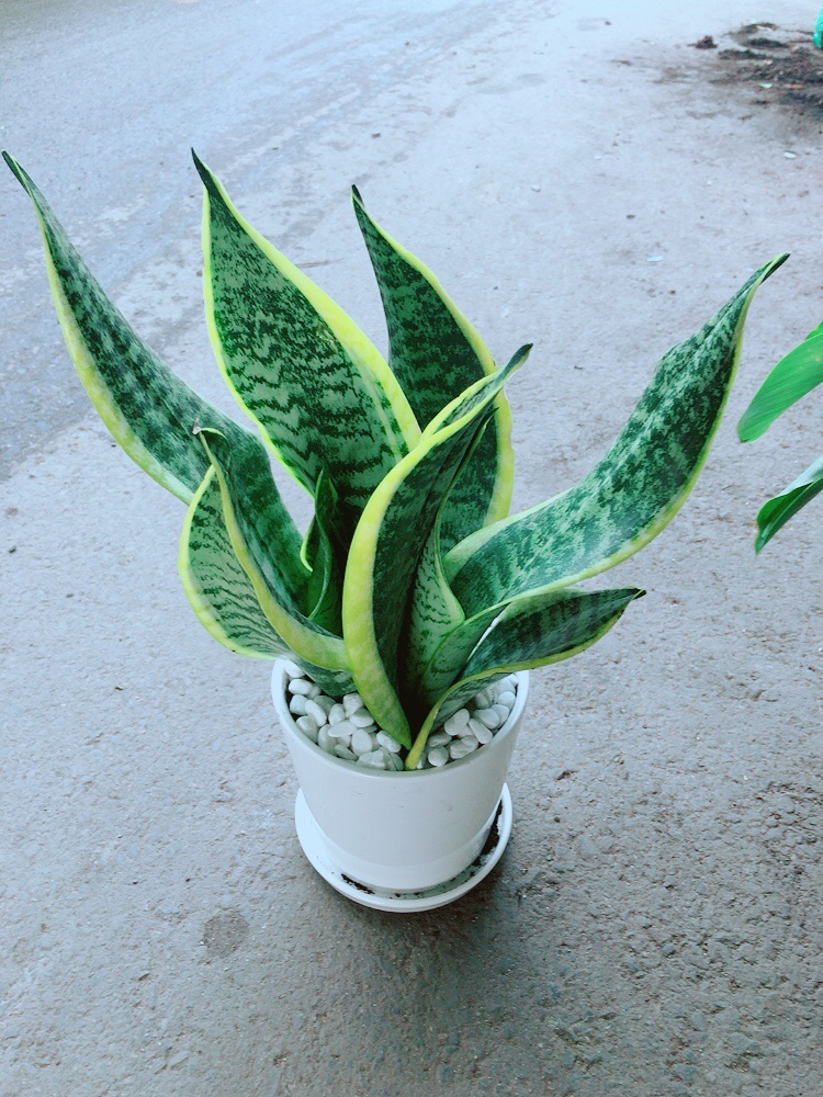 [HCM]Chậu Cây Lưỡi Hổ Cao