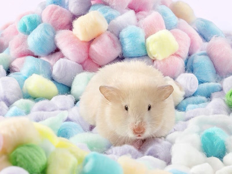 bông gòn candy dành cho hamster, sóc, fat tail, nhím,... - T3 PETS SHOP