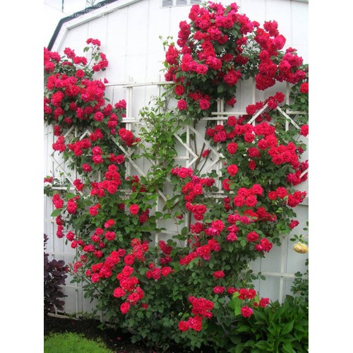 Phân bón lá Miracle-Gro 15-30-15 USA 10gram