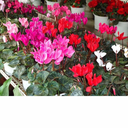 Cần tưới/ phun cho bình DUDACO 1-2 lít