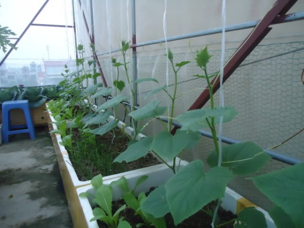 Hạt giống Dưa chuột nếp ta - gói 10 hạt