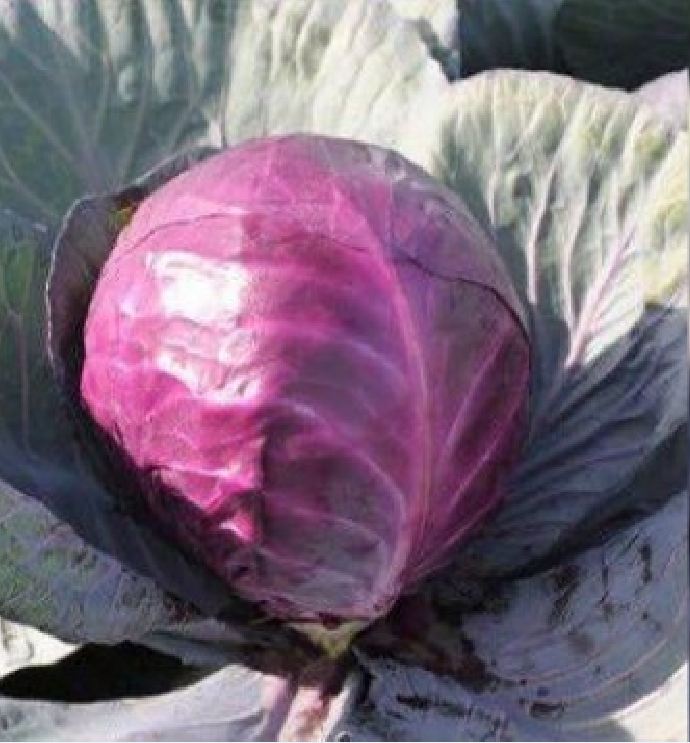 Combo 2 Packs of Cabbage Seeds (1 Pack of Heart-Colored Seeds - 1 Pack of Green Seeds) - Vtnt1