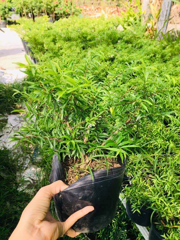 Mai chiếu thủy bonsai mini siêu bông tặng chậu