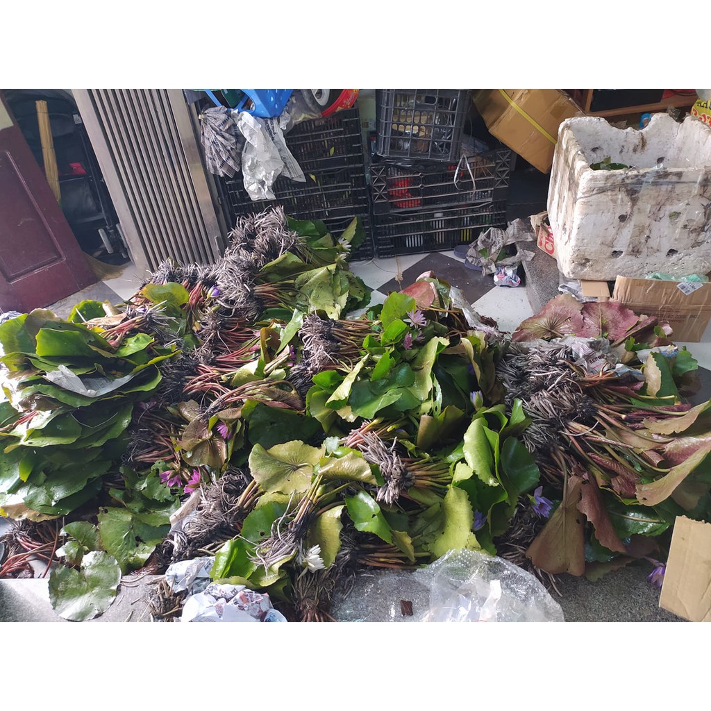 ( RẺ VÔ ĐỊCH)- Cây Hoa súng thái lan tím huế