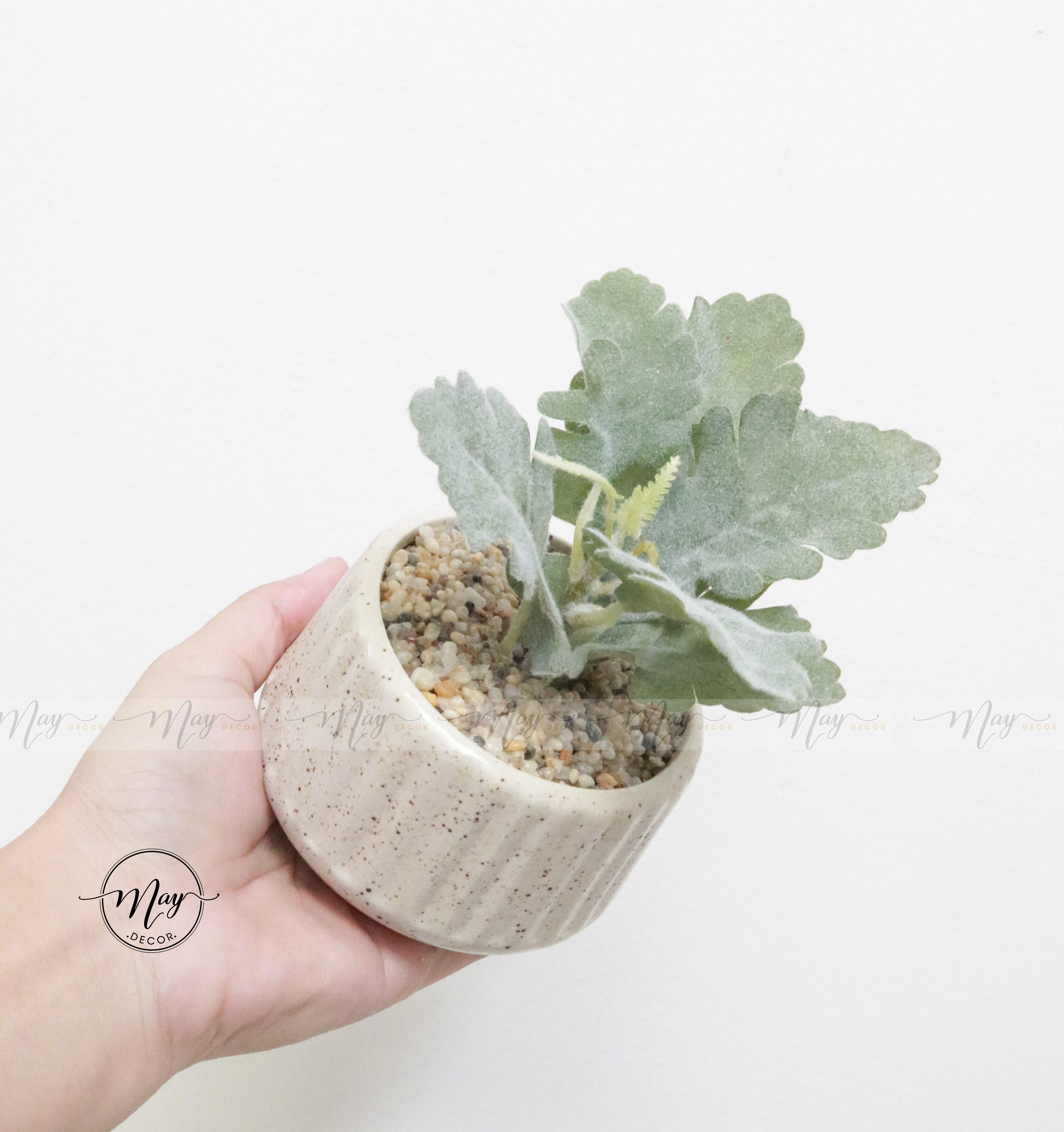 [Ảnh thật] Chậu lá Cúc Tuyết cao cấp