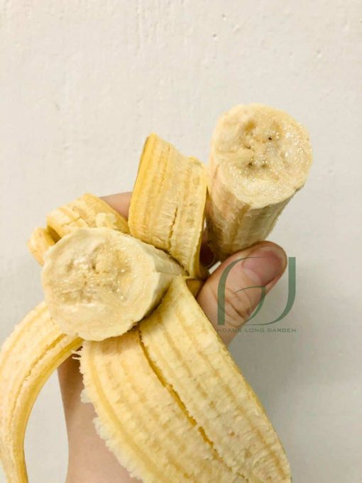 CÂY GIỐNG CHUỐI NÀNG TIÊN [ Cây đẹp khỏe cao trên 50 cm ] [ GIAO HÀNG NHANH ]