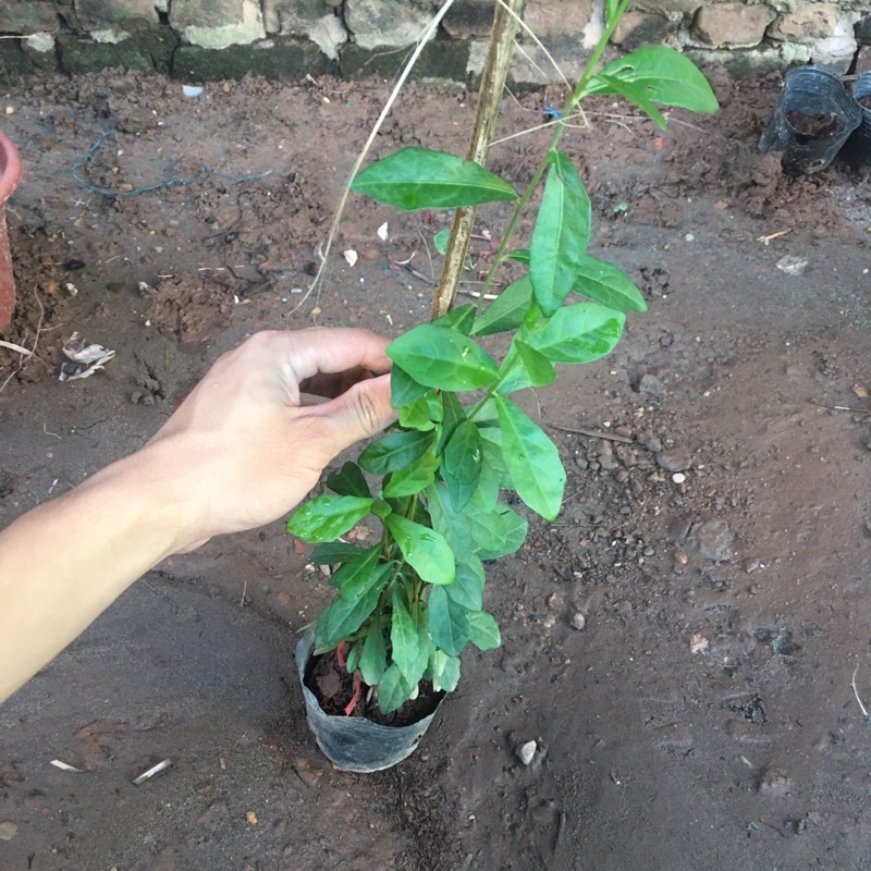 Cây Cúc Tần Ấn Độ,Cây Hàng Rào Buông Rủ,Dễ Chăm