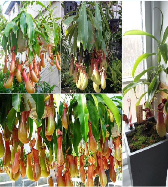 Hạt giống cây bắt mồi nắp ấm 10 hạt/gói (TẶNG gói kích thích hạt nảy mầm)
