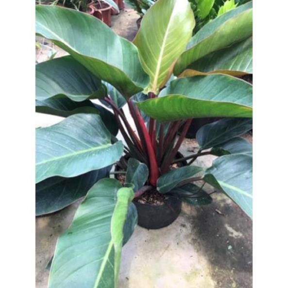 Cây trầu bà đế vương