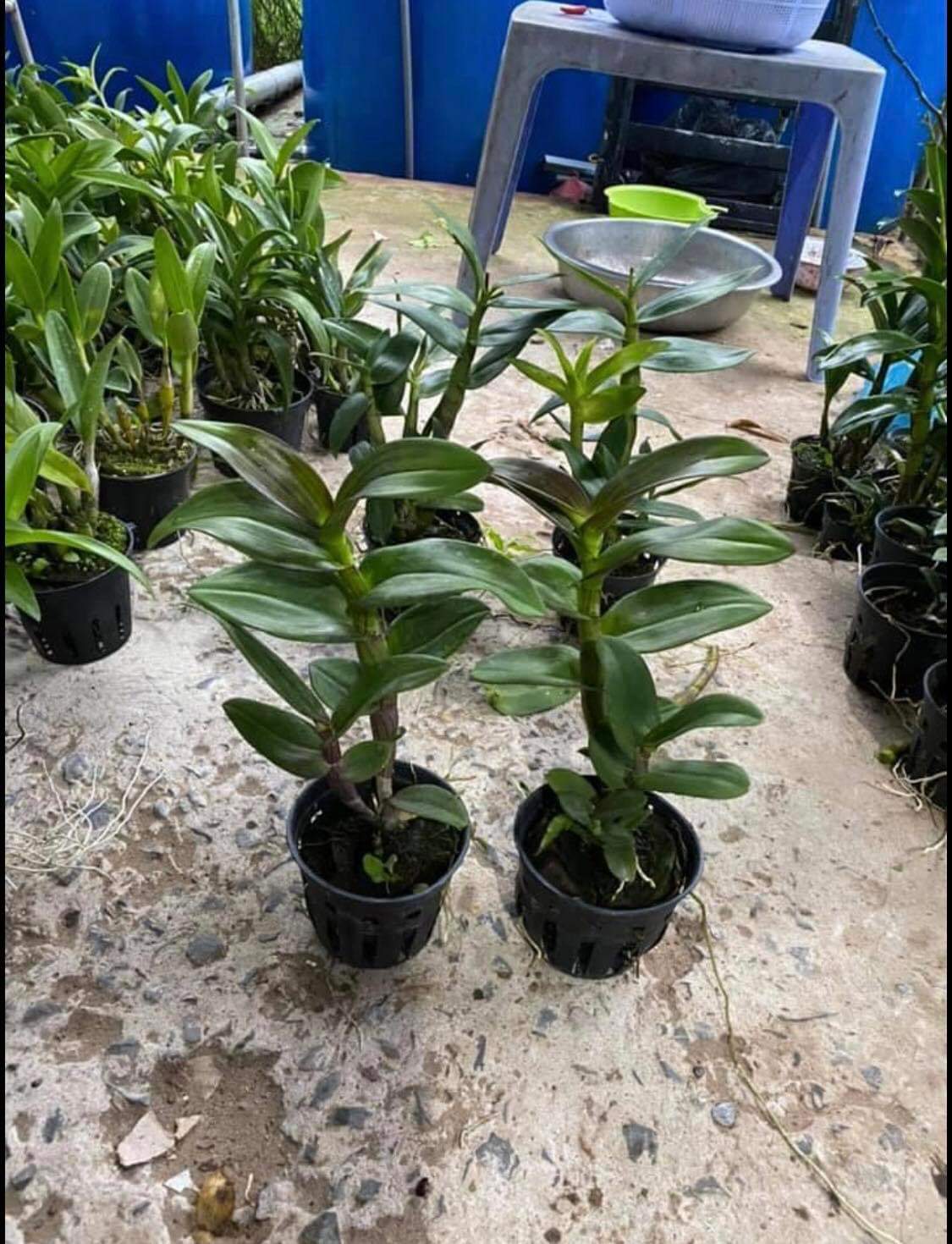 HOA LAN CỜ ĐỎ XỔ CHỚP 5%
