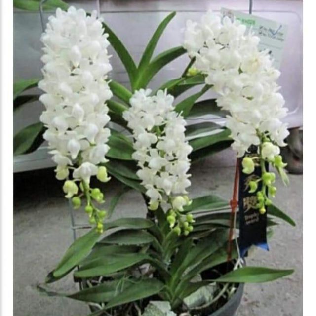 LAN RỪNG BẠCH NHẠN - Hàng chuẩn Rừng