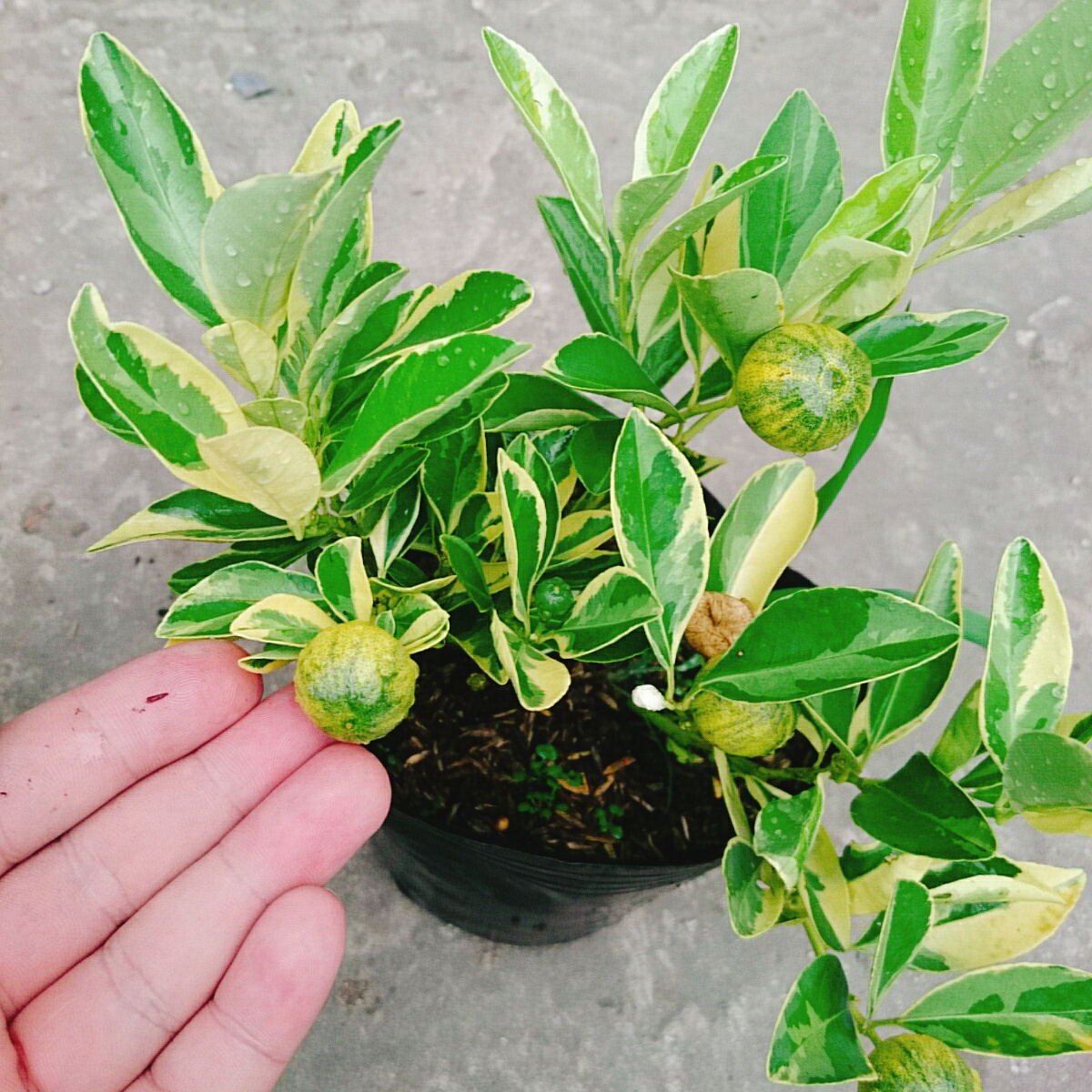 Cây Tắc Cẩm Thạch - cây cảnh để bàn