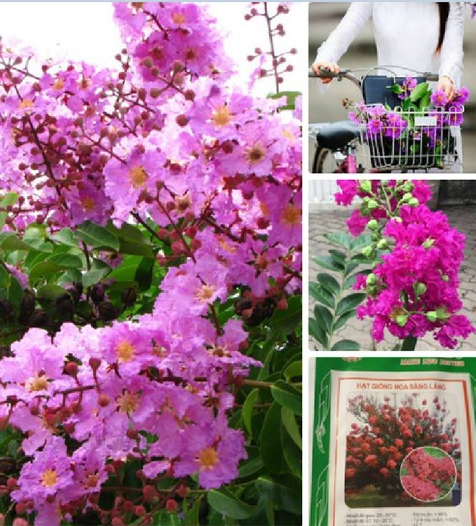 Hạt Giống Hoa Bằng Lăng Tím - Gói 30 Hạt ( Tặng gói kích thích hạt nảy mầm )