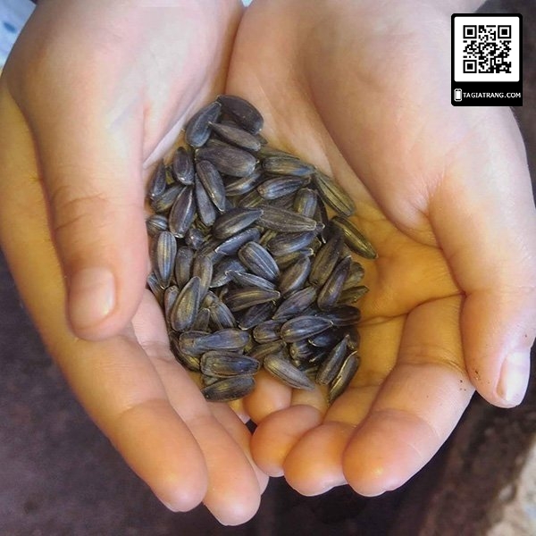 Hạt giống rau mầm hướng dương