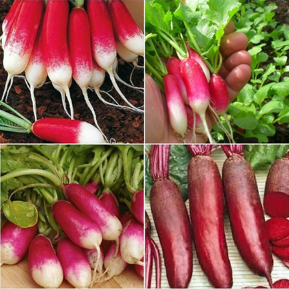 "Gói 5Gr Hạt " Hạt giống Củ cải đỏ dài F1