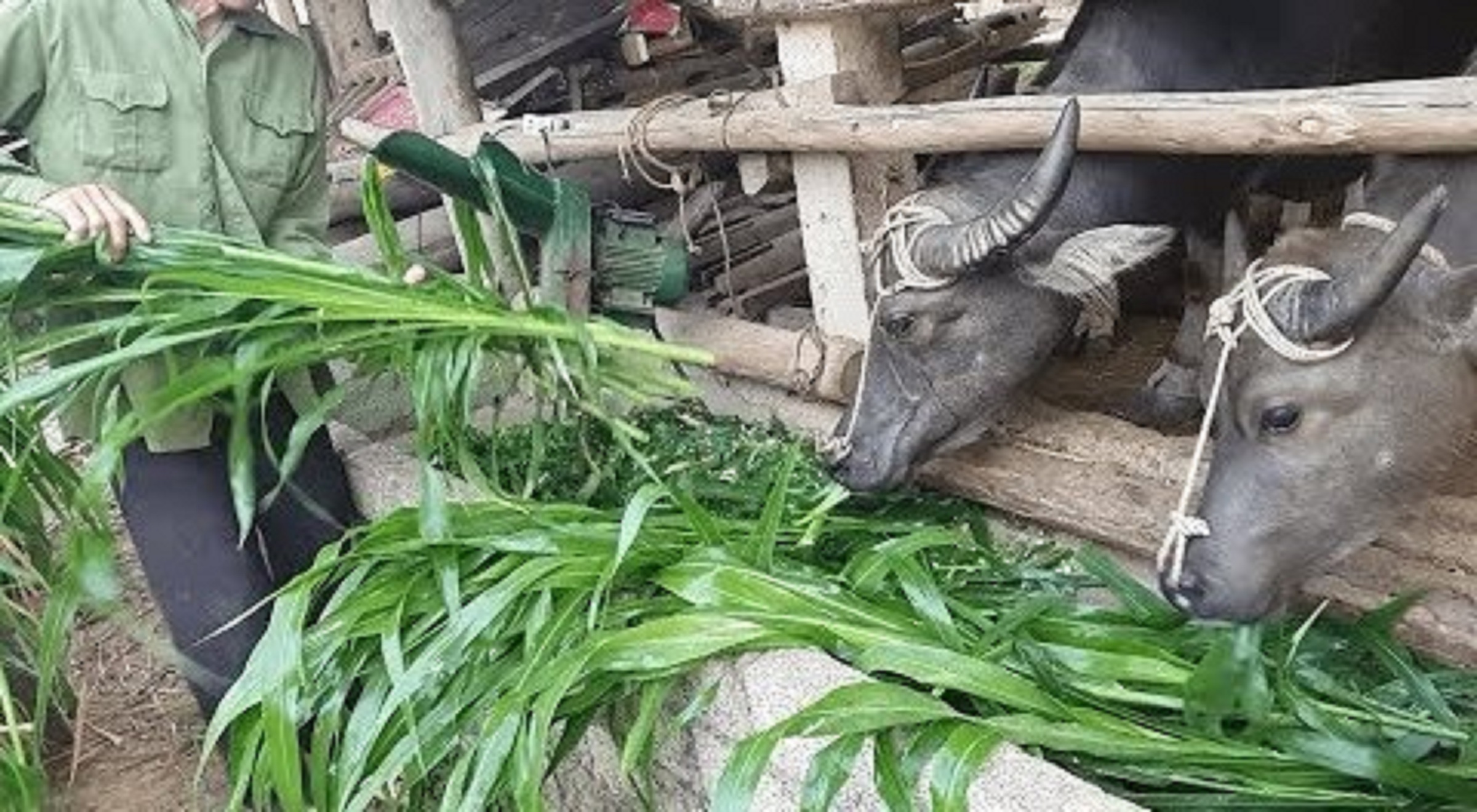 Hạt giống cỏ cao lương SUDAN SUPER BMR- cỏ chăn nuôi 200g