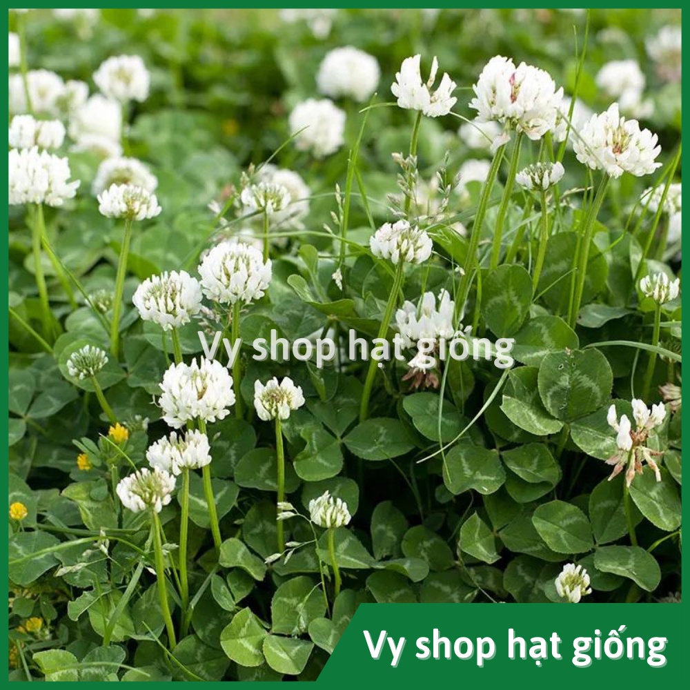 Hạt giống cỏ ba lá trắng (white clover) gói 200 hạt