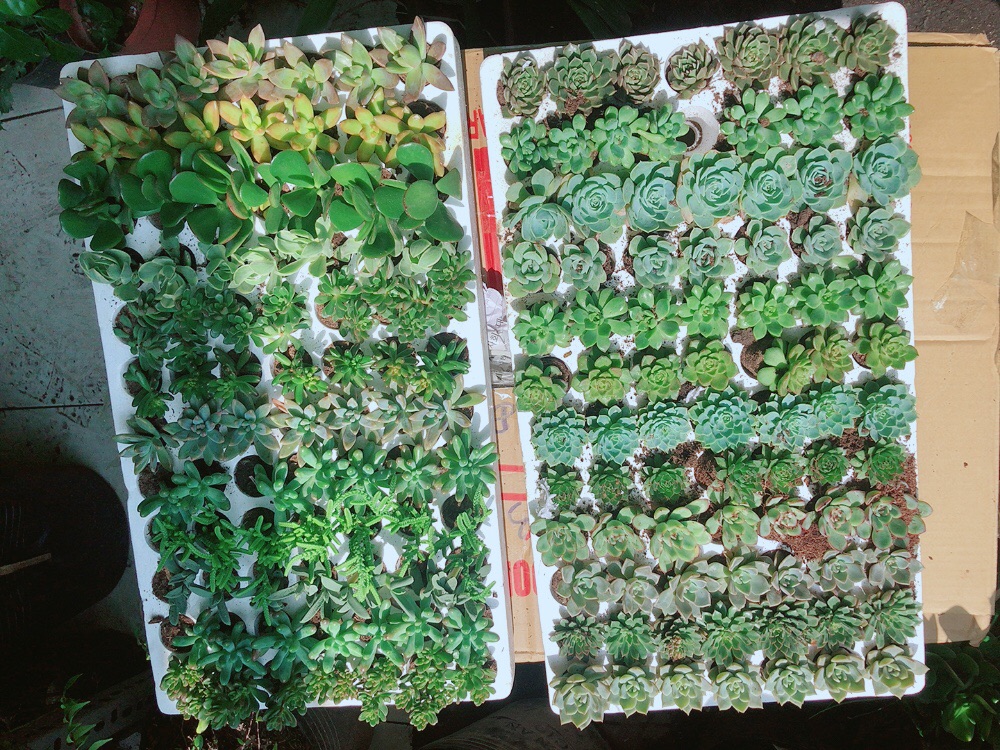 Combo 12 Cây Sen Đá 70k (có 24 loại)