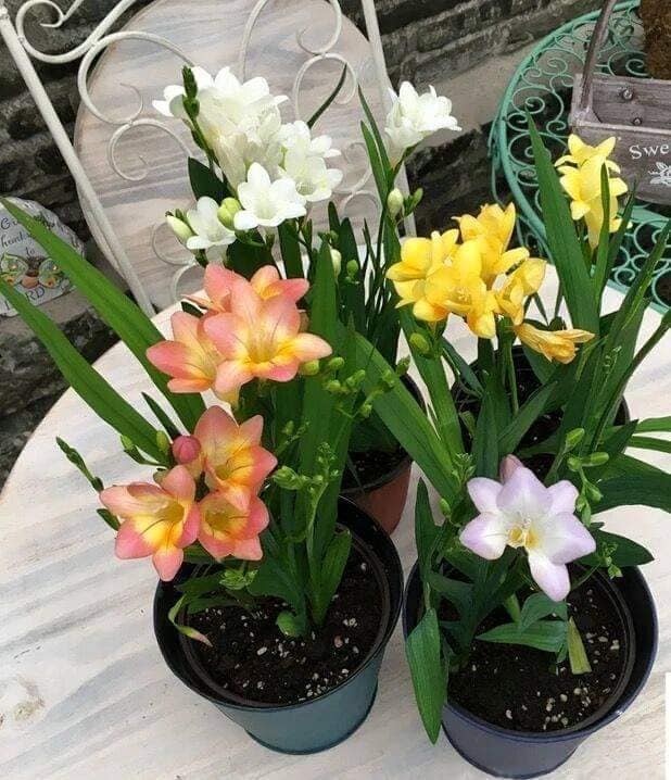 Combo 4 củ hoa lan nam phi mix - trắng vàng tím hồng - tặng 4 viên nén ươm củ