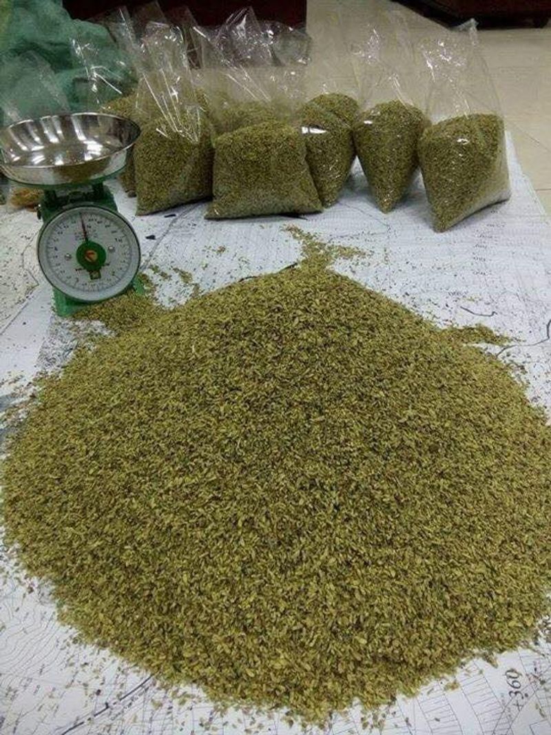 Nụ hoa hòe khô gói 500g thơm ngon