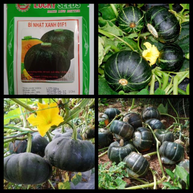 "Gói 10 Hạt " Hạt giống bí đỏ da xanh Nhật F1
