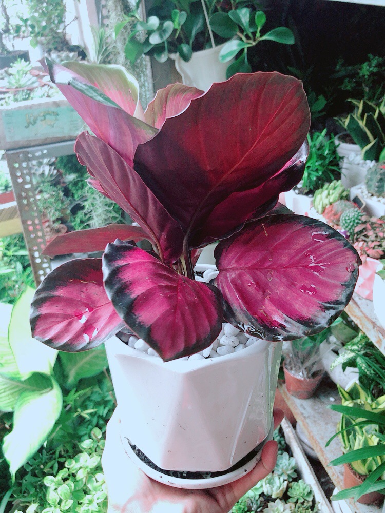 Chậu Cây Đuôi Công Hồng