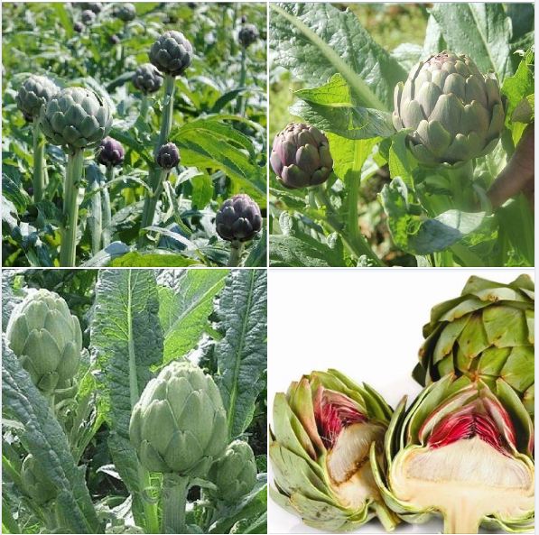 BỘ 2 gói hạt giống hoa Atiso xanh