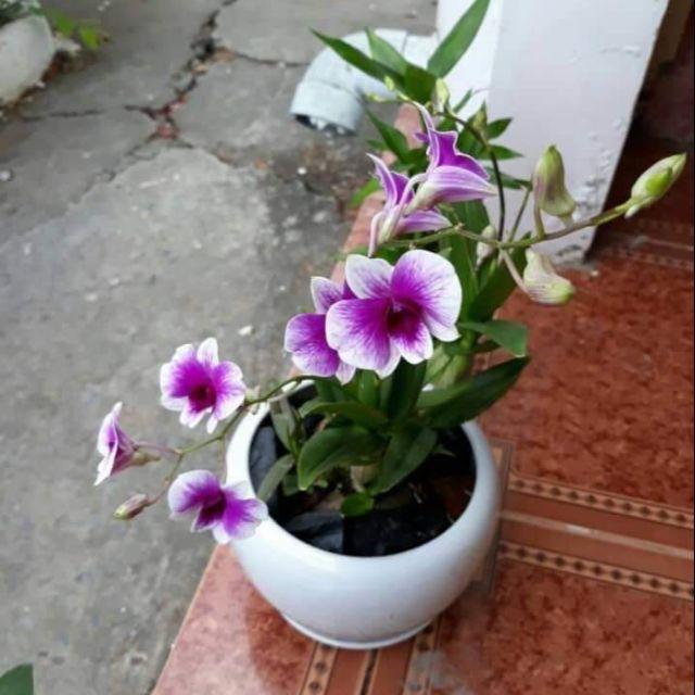 Cây Lan Dendro YaYa Mini Siêu Siêng Hoa, Cực dễ chăm