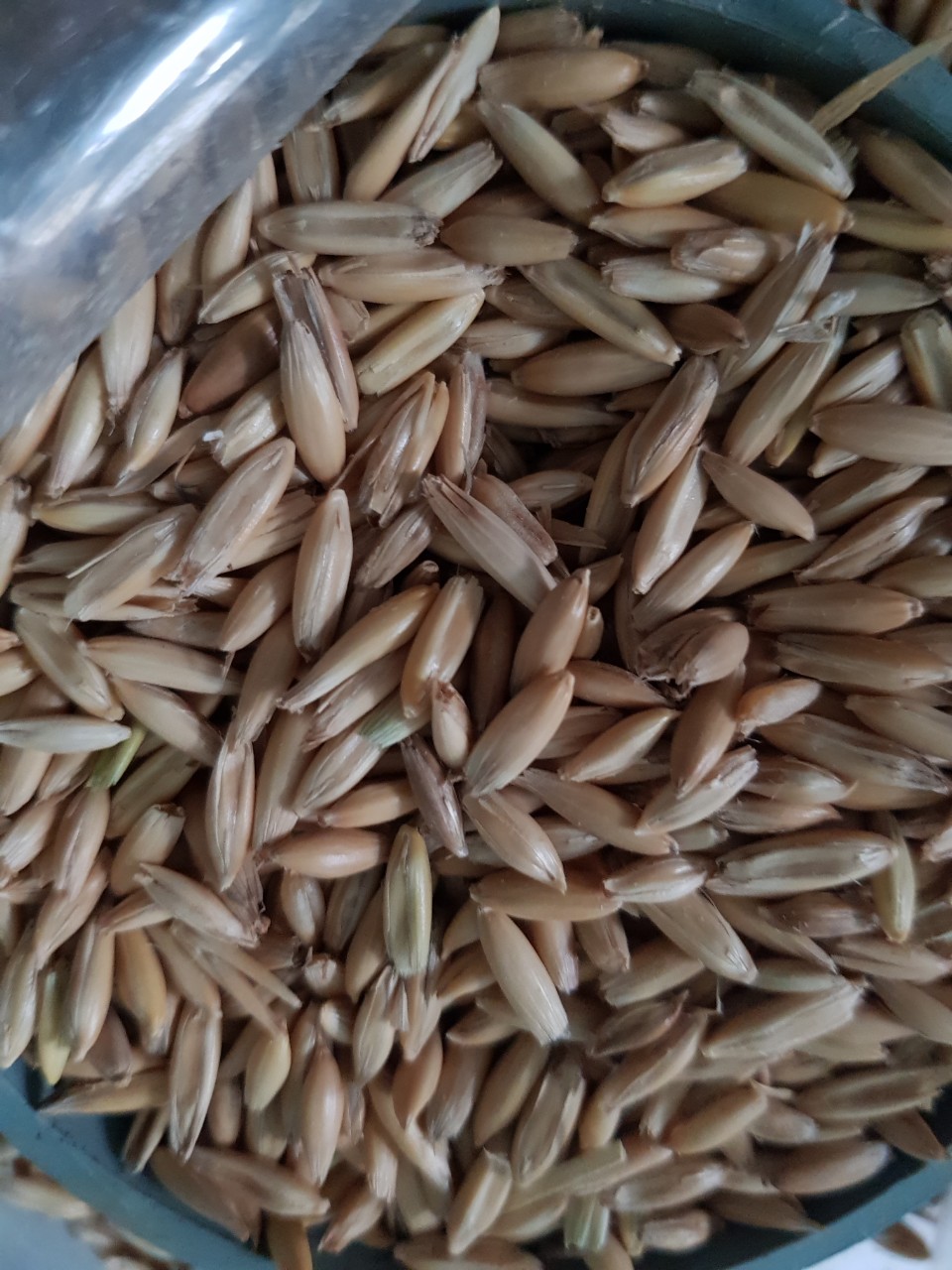 500g Hạt yến mạch cho gà, vẹt, hamster, sóc