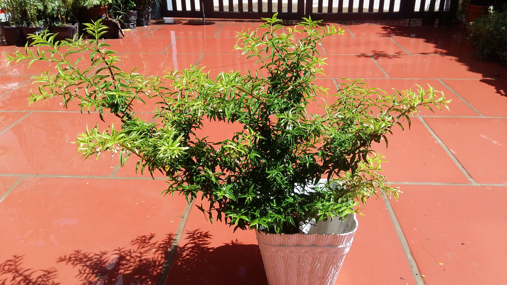 (FREESHIP Từ 50K) cây giống mai chiếu thủy bonsai