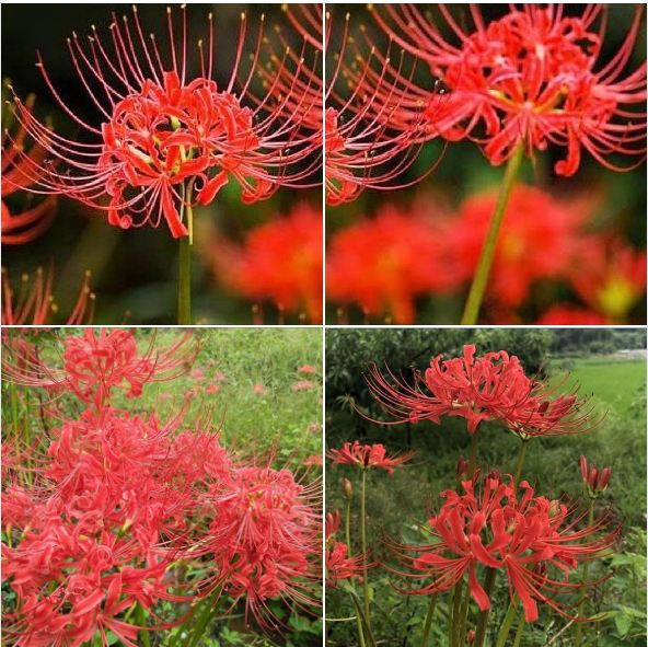 Bộ 5 củ giống hoa bỉ ngạn hoa màu đỏ ( kèm 5 viên nén ươm củ )