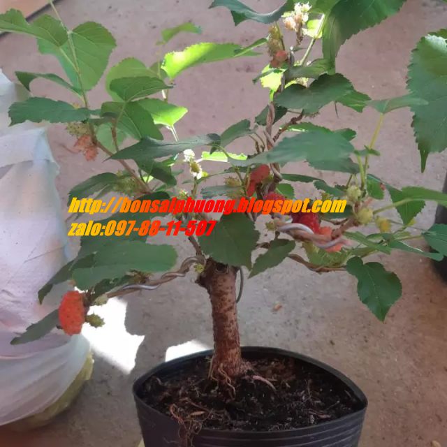 cây dâu tằm bonsai mini