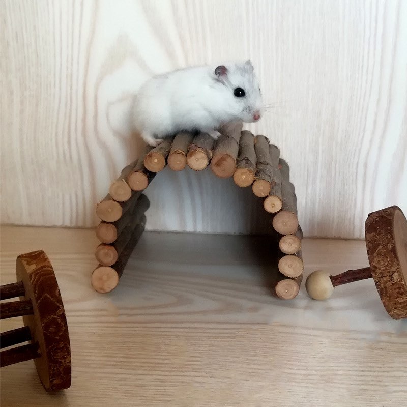 Thang gỗ các loại dành cho hamster / thỏ / bọ / sóc / fat tail/ ...- T3 PETS SHOP