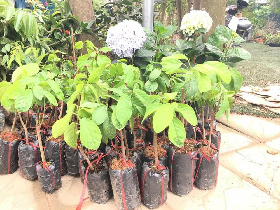 CÂY GIỐNG BÒN BON GHÉP