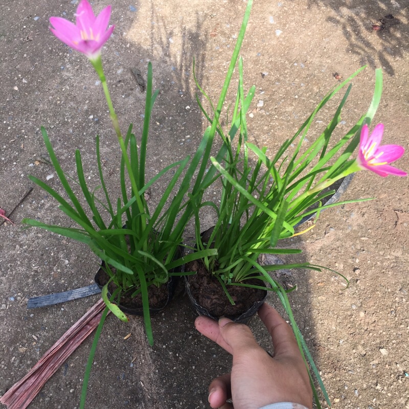 Cây tóc tiên trồng bịch đen (cây huệ mưa)[Như Hình]