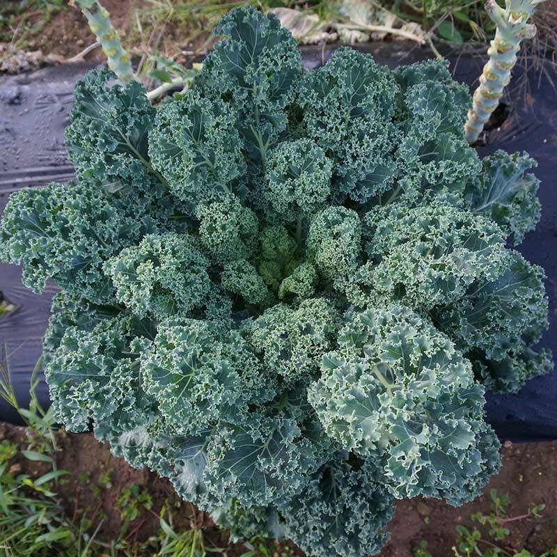 HẠT GIỐNG CẢI KALE XOĂN XANH