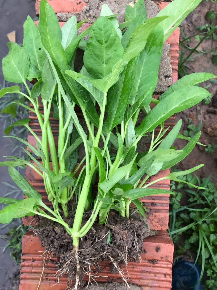 TRỪ BỆNH THỐI RỂ CÂY SẦU RIÊNG - BỆNH LỞ CỔ RỂ - VI SINH TRICHODERMA