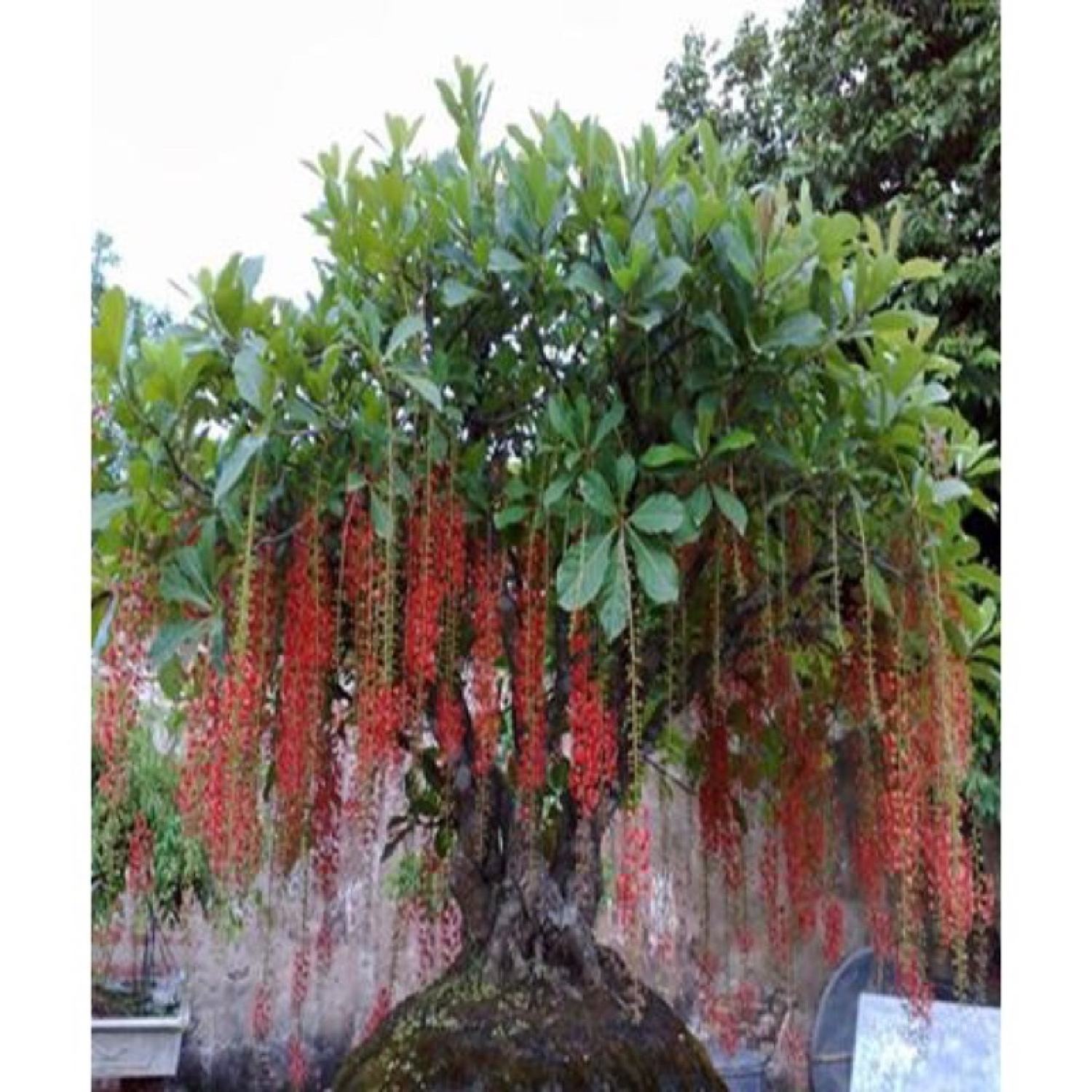 Cây giống lộc vừng
