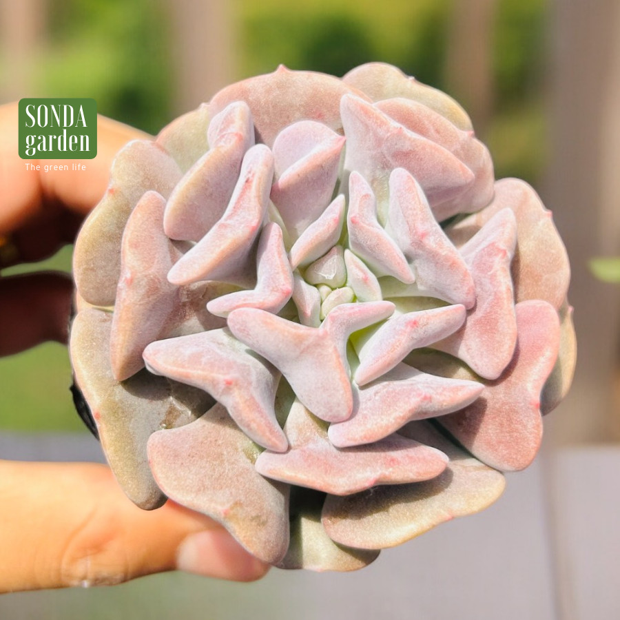 SEN ĐÁ CÚC TÍM SIZE BÉ SIÊU KHOẺ ĐẸP LỖI 1 ĐỔI 1