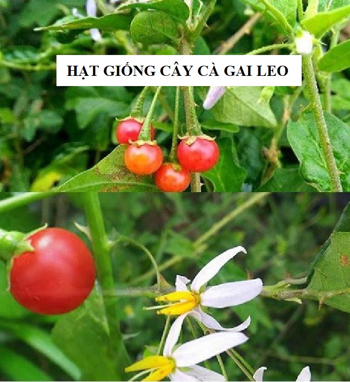 Hạt giống cây cà gai leo ( cây dược liệu -  gói 50 hạt )