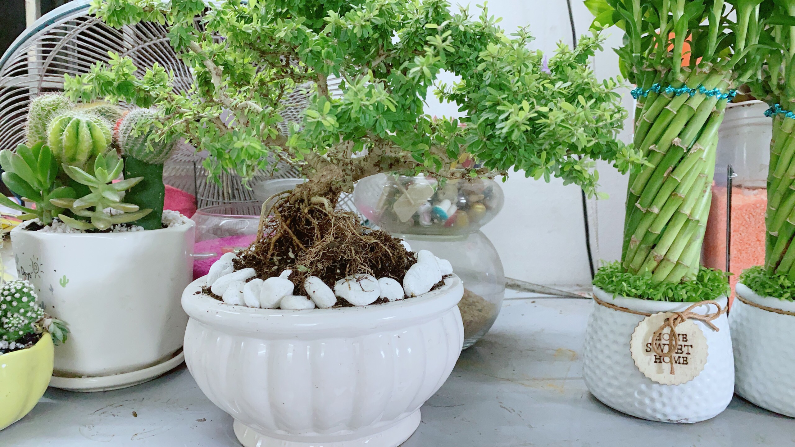 Chậu cây linh sam hạt gạo bonsai