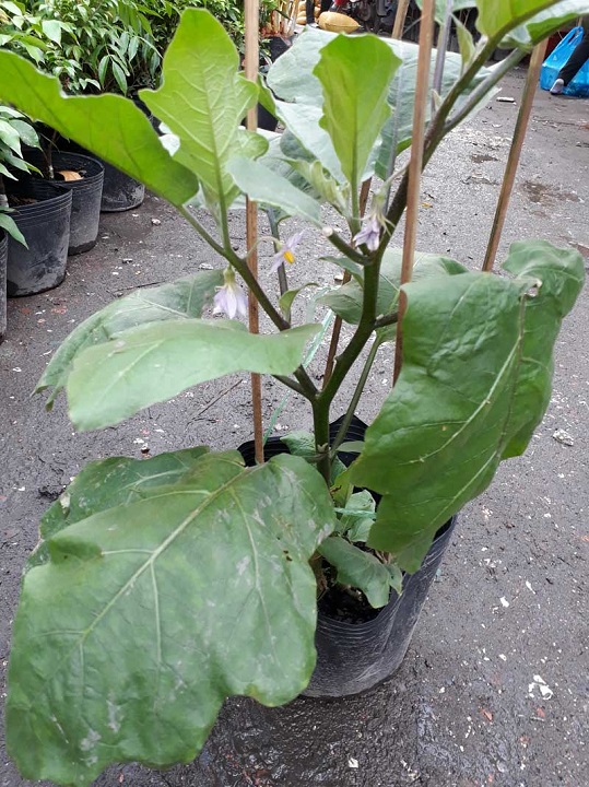 cây giống cây cà tím trái dài (cây cà tím dái dê)