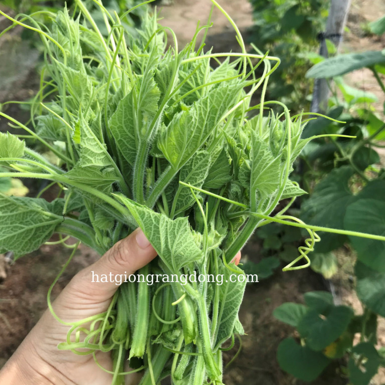 Hạt Giống Bầu Siêu Ngọn Rado 407 5Gr❤️FREESHIP XTRA❤️