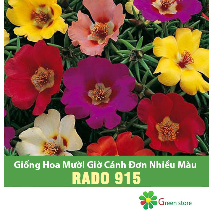 [HCM]Hạt giống Hoa Mười Giờ Cánh Đơn Nhiều Màu