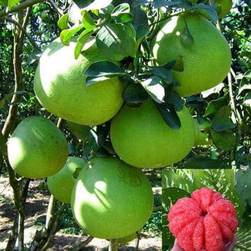 Cây bưởi da xanh ruột hồng có ảnh thật