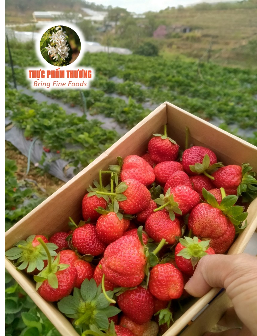 Fresh Strawberry (Origin of Produce: Dalat)