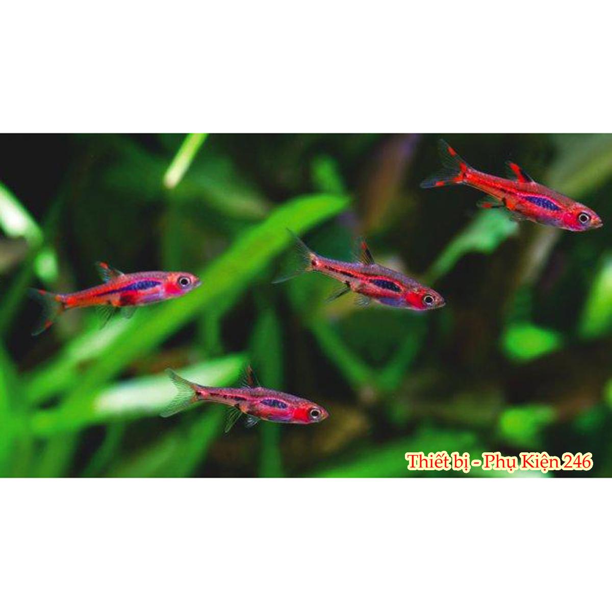 Thức ăn dành cho các dòng cá thủy sinh Miniature