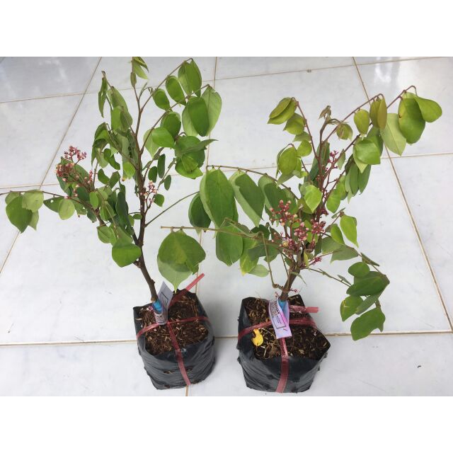 Giá Gốc - Cây Khế Ngọt